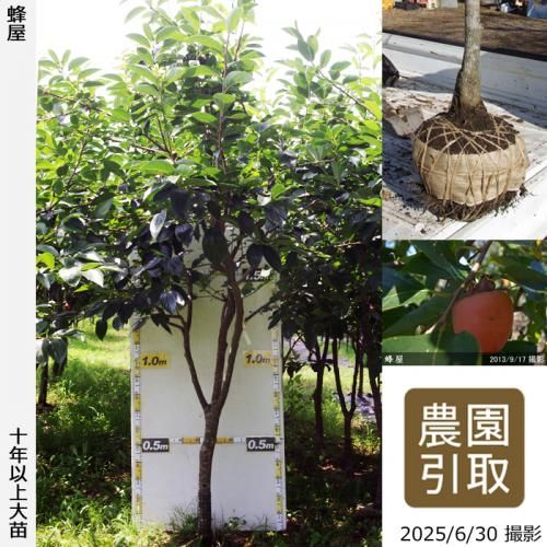 <img class='new_mark_img1' src='https://img.shop-pro.jp/img/new/icons14.gif' style='border:none;display:inline;margin:0px;padding:0px;width:auto;' />ͽʡġ(³)˪(Ϥ)[Ϸ 2014ǯ:5L]ռӡΤ