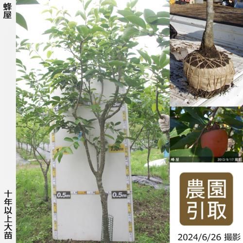 【順次引渡中】大苗◇カキ(渋柿