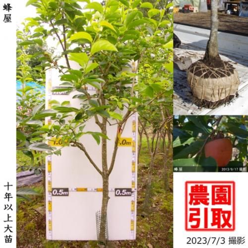 【順次引渡中】大苗◇カキ(渋柿