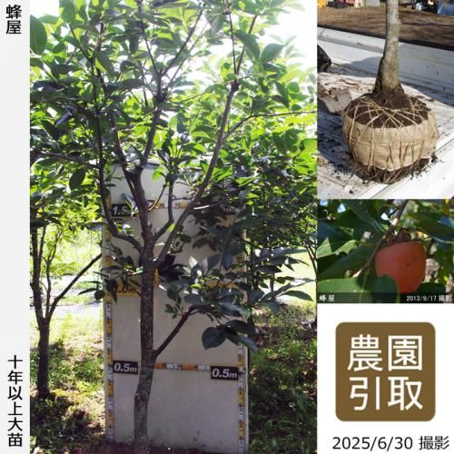 <img class='new_mark_img1' src='https://img.shop-pro.jp/img/new/icons14.gif' style='border:none;display:inline;margin:0px;padding:0px;width:auto;' />ͽʡġ(³)˪(Ϥ)[Ϸ 2014ǯ:4L]ռӡΤ