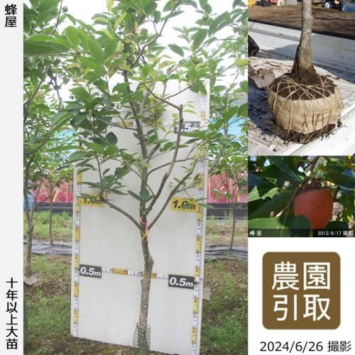 何年で実が付きますか 果樹苗木 成木通販の 特等大苗専門店 すだ農園 京都亀岡 何年で実が付きますか 果樹苗木 成木通販の 特等大苗専門店 すだ農園 京都亀岡