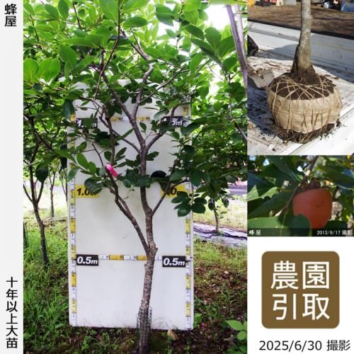 <img class='new_mark_img1' src='https://img.shop-pro.jp/img/new/icons14.gif' style='border:none;display:inline;margin:0px;padding:0px;width:auto;' />ͽʡġ(³)˪(Ϥ)[Ϸ 2014ǯ:3L]ռӡΤ