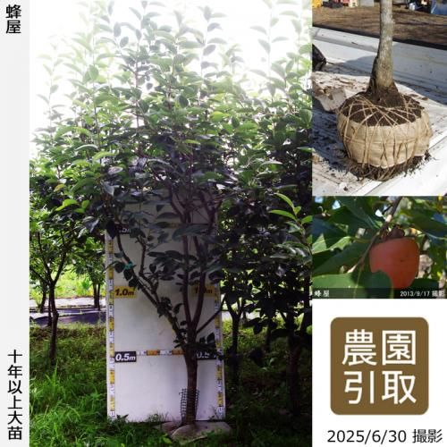 <img class='new_mark_img1' src='https://img.shop-pro.jp/img/new/icons14.gif' style='border:none;display:inline;margin:0px;padding:0px;width:auto;' />ͽʡġ(³)˪(Ϥ)[Ϸ 2015ǯ:7L]ռӡΤ