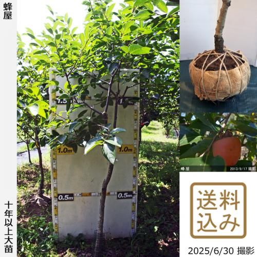 <img class='new_mark_img1' src='https://img.shop-pro.jp/img/new/icons14.gif' style='border:none;display:inline;margin:0px;padding:0px;width:auto;' />ͽʡġ(³)˪(Ϥ)[Ϸ 2014ǯ:L]ռӡ緿