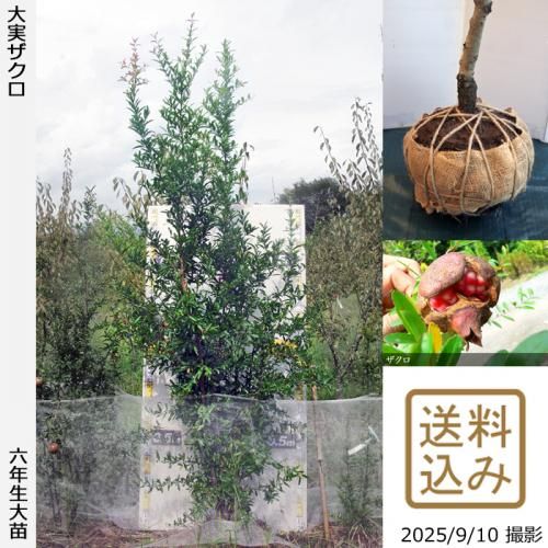 ザクロ(柘榴)の地堀大苗 - 果樹苗・大苗・苗木販売の隅田農園@京都丹波