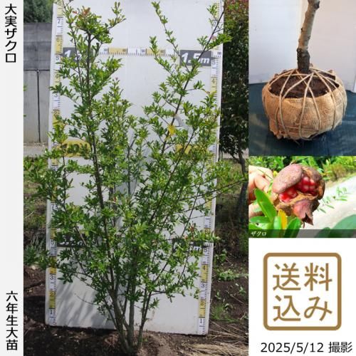 <img class='new_mark_img1' src='https://img.shop-pro.jp/img/new/icons14.gif' style='border:none;display:inline;margin:0px;padding:0px;width:auto;' />2025ǯͽʡġ¥()[Ϸ 2020ǯ:L]ռӡ