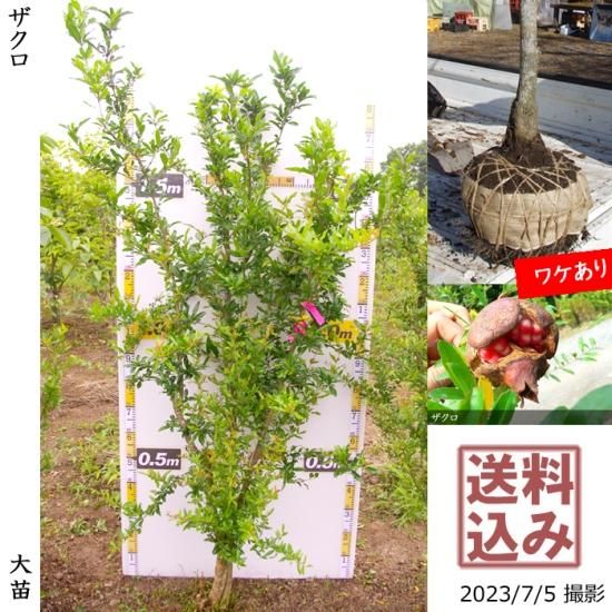 ザクロ 柘榴 の地掘大苗 果樹苗 大苗 苗木販売の隅田農園 京都丹波 ザクロ 柘榴 の地掘大苗 果樹苗 大苗 苗木販売の隅田農園 京都丹波