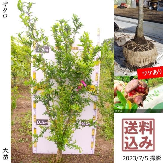 ザクロ 柘榴 の地掘大苗 果樹苗 大苗 苗木販売の隅田農園 京都亀岡