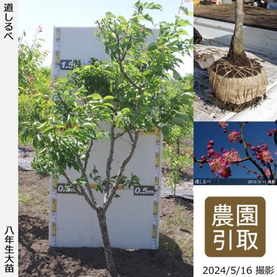【順次引渡中】大苗◇ウメ(花梅