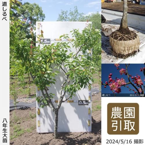 【順次引渡中】大苗◇ウメ(花梅