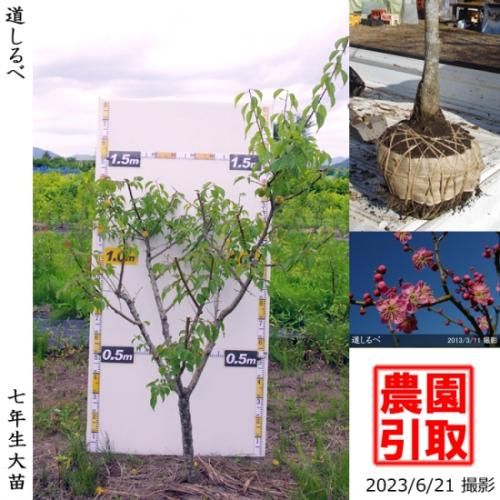 【順次引渡中】大苗◇ウメ(花梅
