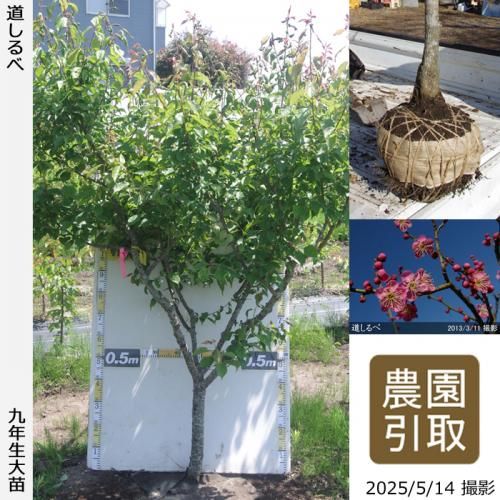 <img class='new_mark_img1' src='https://img.shop-pro.jp/img/new/icons14.gif' style='border:none;display:inline;margin:0px;padding:0px;width:auto;' />2025ǯͽʡġ() ƻ[Ϸ 2017ǯ:3L]Τ