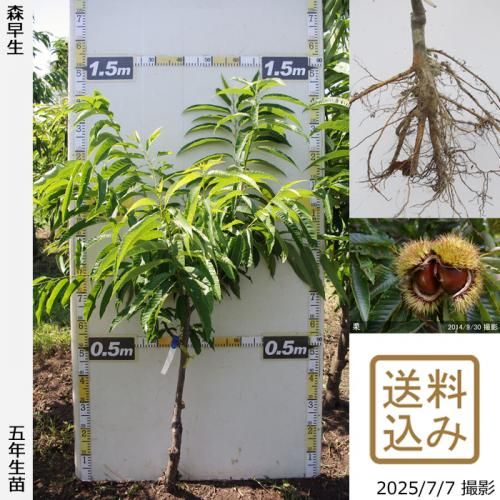 栗(クリ,くり)の大苗,ふるい苗 - 果樹苗・大苗・苗木販売の隅田農園