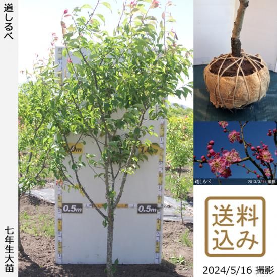 【順次出荷中】大苗◇ウメ(花梅