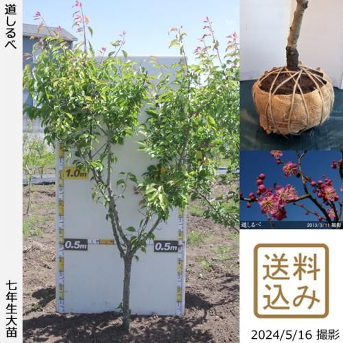 【順次出荷中】大苗◇ウメ(花梅