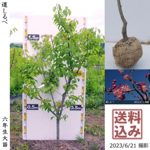 【順次出荷中】大苗◇ウメ(花梅