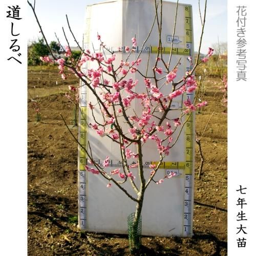【順次出荷中】大苗◇ウメ(花梅
