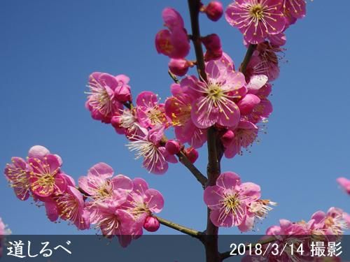 【順次出荷中】大苗◇ウメ(花梅