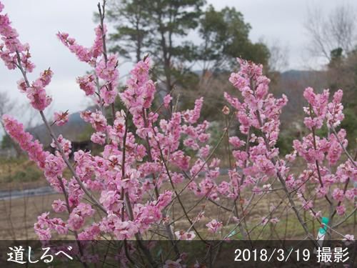 【順次出荷中】大苗◇ウメ(花梅