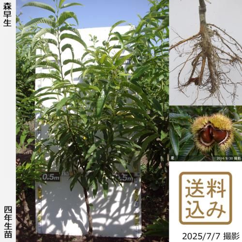 栗(クリ,くり)の大苗,ふるい苗 - 果樹苗・大苗・苗木販売の隅田