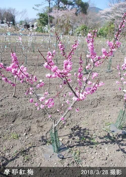 【予約商品】大苗◇ウメ(花梅)