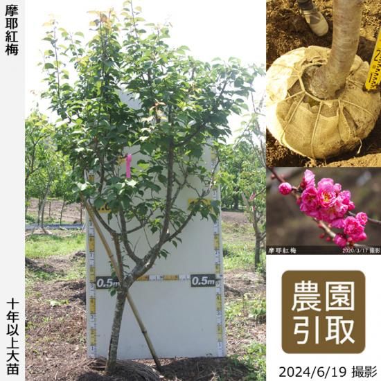 【予約商品】大苗◇ウメ(花梅)