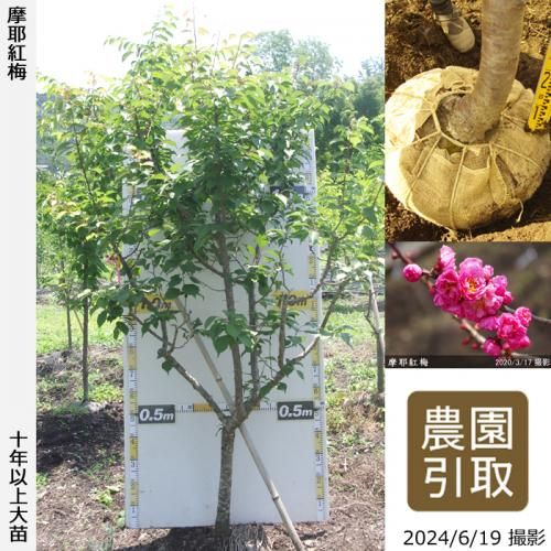 【予約商品】大苗◇ウメ(花梅)