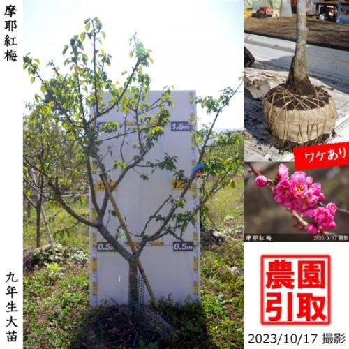 【予約商品】大苗◇ウメ(花梅)