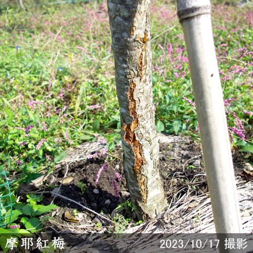 【予約商品】大苗◇ウメ(花梅)
