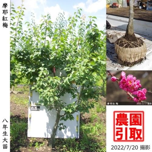 【予約商品】大苗◇ウメ(花梅)