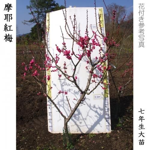 【予約商品】大苗◇ウメ(花梅)