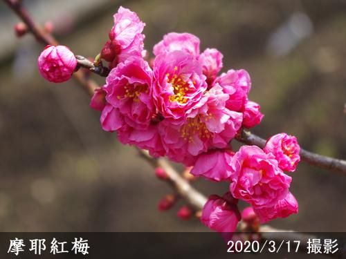 【予約商品】大苗◇ウメ(花梅)