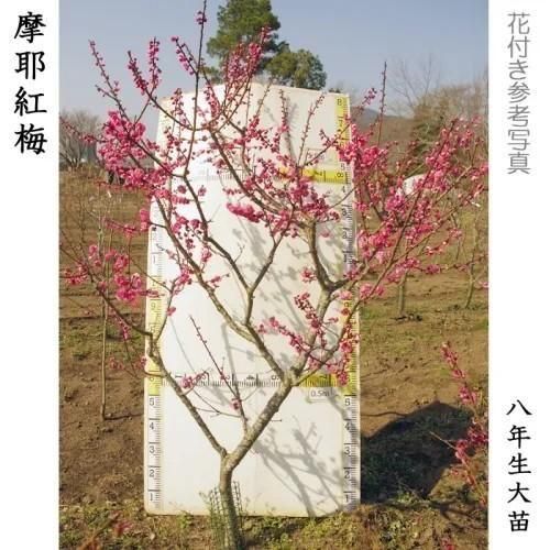 【2025年度予約商品】大苗◇