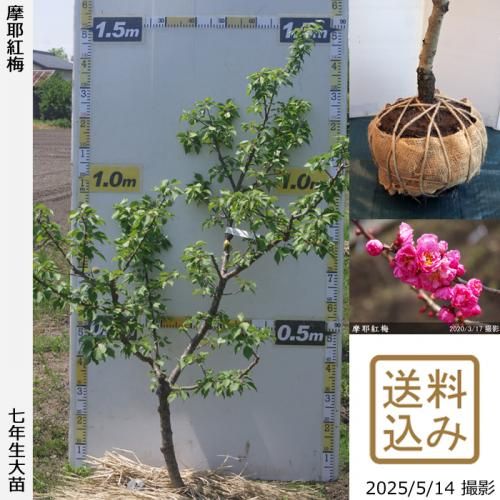<img class='new_mark_img1' src='https://img.shop-pro.jp/img/new/icons14.gif' style='border:none;display:inline;margin:0px;padding:0px;width:auto;' />2025ǯͽʡġ()(ޤ䤳Ф)[Ϸ 2019ǯ:M]