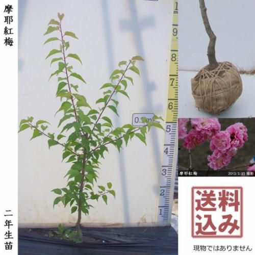 <img class='new_mark_img1' src='https://img.shop-pro.jp/img/new/icons14.gif' style='border:none;display:inline;margin:0px;padding:0px;width:auto;' />2025ǯͽʡ2ǯġ()(ޤ䤳Ф)[Ϸ 2024ǯ:M]