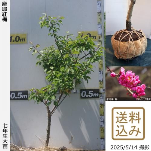 <img class='new_mark_img1' src='https://img.shop-pro.jp/img/new/icons14.gif' style='border:none;display:inline;margin:0px;padding:0px;width:auto;' />2025ǯͽʡġ()(ޤ䤳Ф)[Ϸ 2019ǯ:S]
