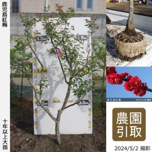 【予約商品】大苗◇ウメ(花梅)