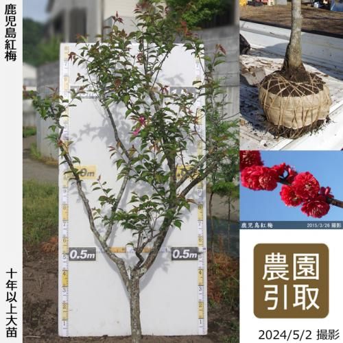 【予約商品】大苗◇ウメ(花梅)