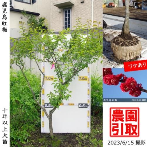 【予約商品】大苗◇ウメ(花梅)