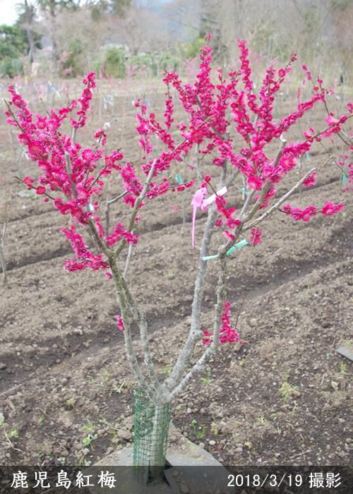 【予約商品】大苗◇ウメ(花梅)
