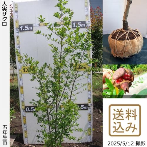 <img class='new_mark_img1' src='https://img.shop-pro.jp/img/new/icons14.gif' style='border:none;display:inline;margin:0px;padding:0px;width:auto;' />2025ǯͽʡġ¥()[Ϸ 2021ǯ:L]ռӡ