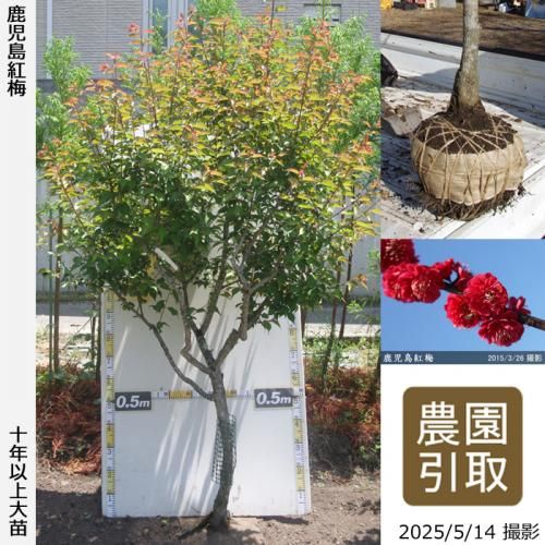 <img class='new_mark_img1' src='https://img.shop-pro.jp/img/new/icons14.gif' style='border:none;display:inline;margin:0px;padding:0px;width:auto;' />ͽʡġ() (ޤФ)[Ϸ 2011ǯ:LL]Τ