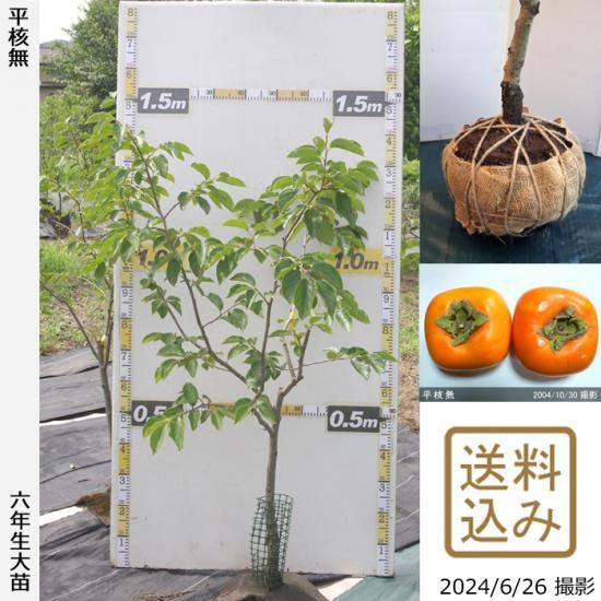 【順次出荷中】大苗◇カキ(渋柿