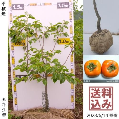 【順次出荷中】大苗◇カキ(渋柿