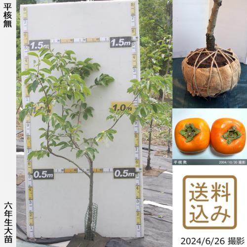 【順次出荷中】大苗◇カキ(渋柿