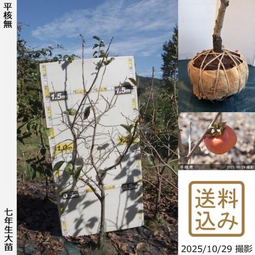 ڽ缡вġ(³) ʿ̵(Ҥ餿ͤʤ)[Ϸ 2019ǯ:M]緿