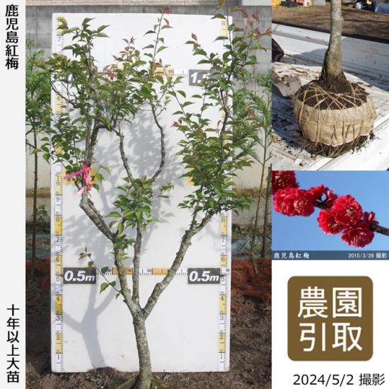 【順次引渡中】大苗◇ウメ(花梅