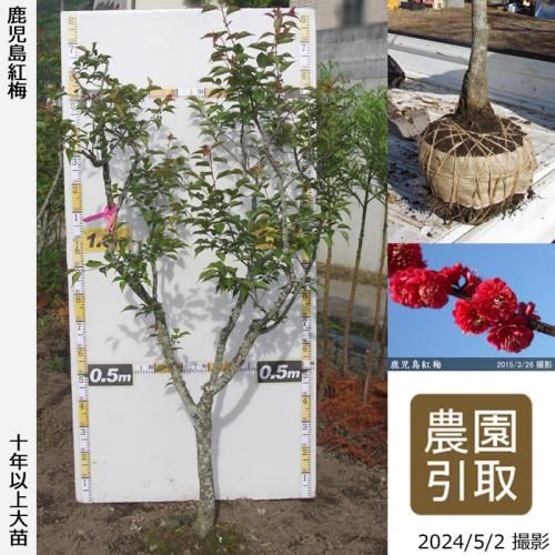【順次引渡中】大苗◇ウメ(花梅