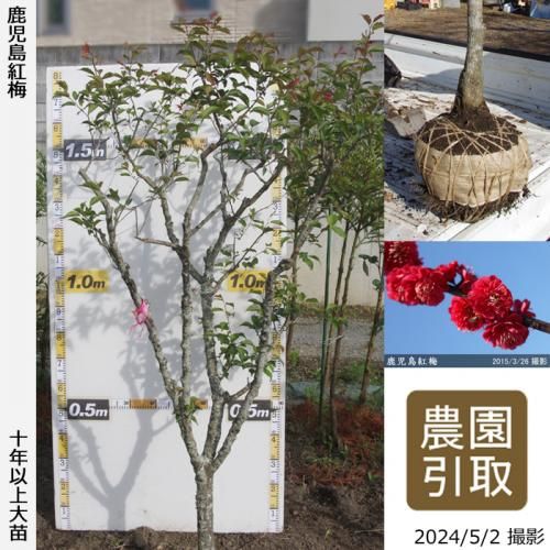 【順次引渡中】大苗◇ウメ(花梅