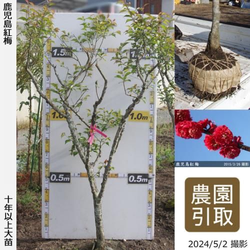 【順次引渡中】大苗◇ウメ(花梅